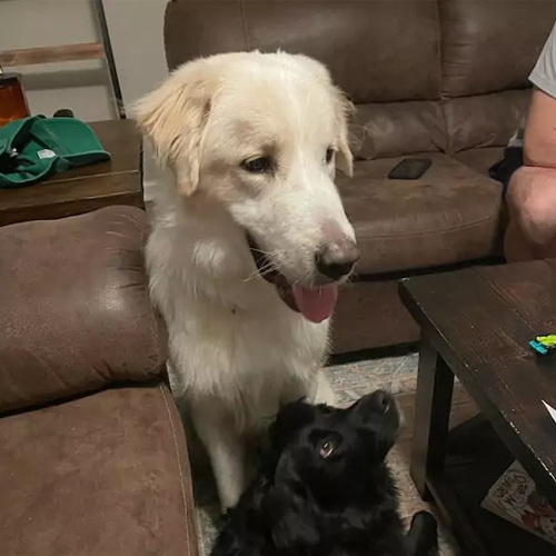 Returned to the Shelter 14 Times