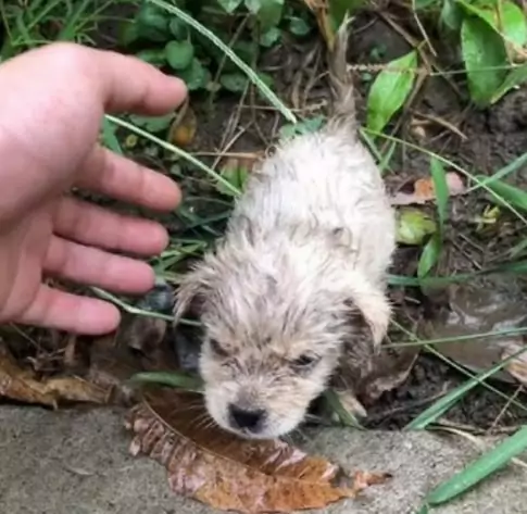 Tiny Puppy Trapped Inside a Drain