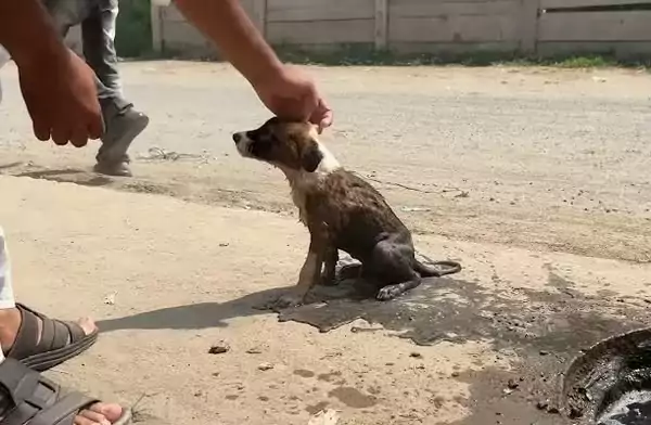 Tiny Puppy Trapped Inside a Flooded Drain