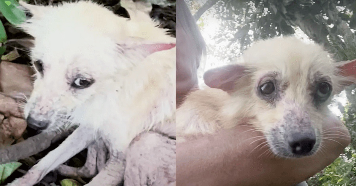 Abandoned Deep in the Forest, This Loyal Dog Waited Alone Until One Stranger Changed His Life