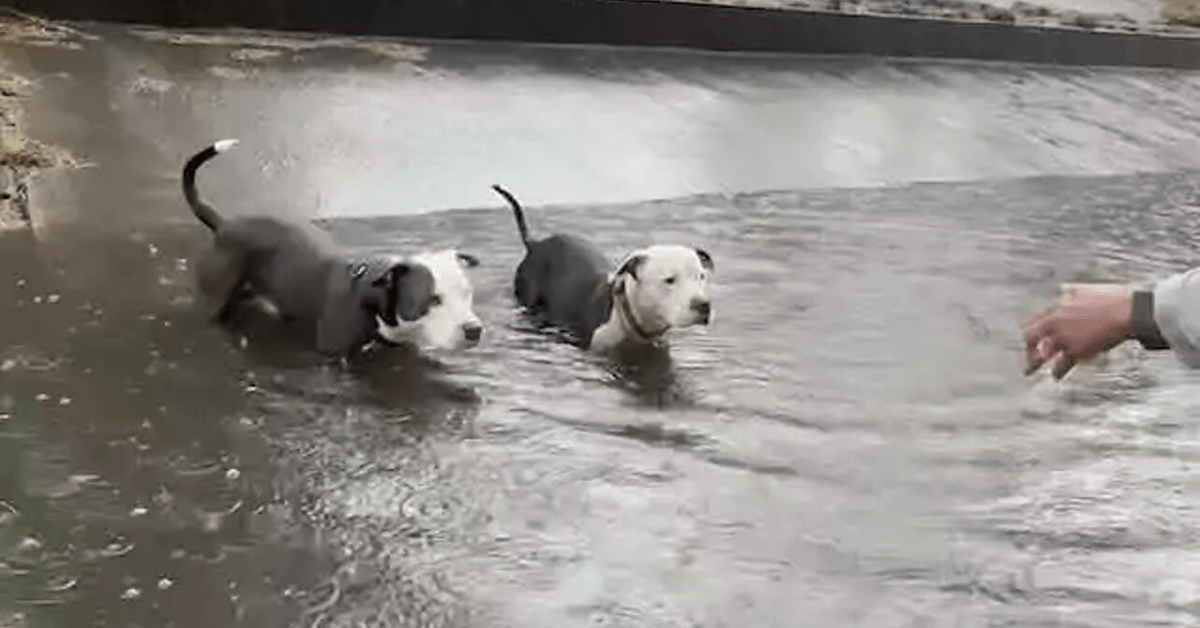 Abandoned in a Flooded Canal, These Two Pit Bulls Were Running Out of Time Before Rescuers Arrived