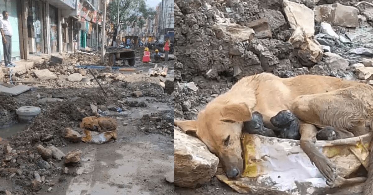 Heartbroken Mother Dog Refused to Leave Her Puppies Buried Beneath the Rubble