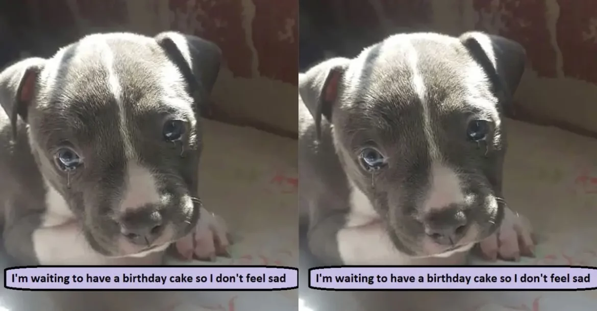 He Sat Alone on His Birthday… And What He Was Really Waiting For Broke Everyone’s Heart