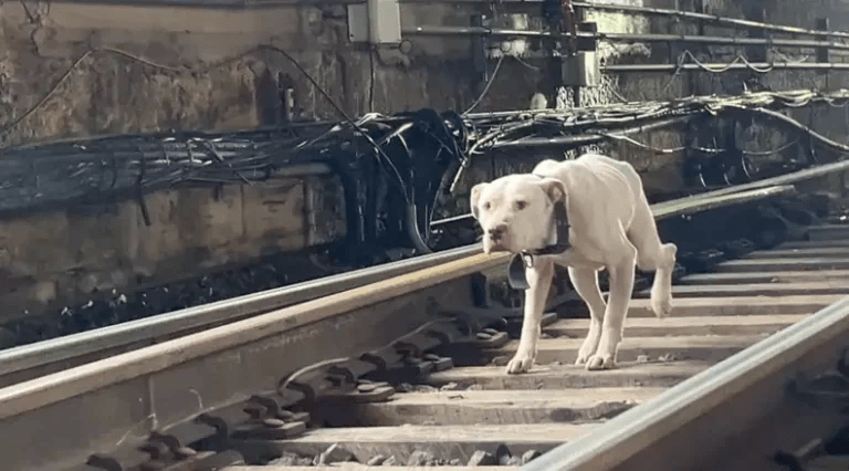 Injured and Alone, This Stray Dog Was Seconds Away from Disaster on the Railway Tracks