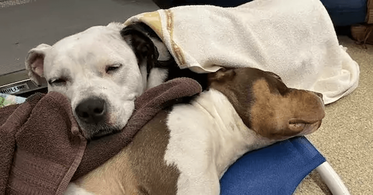 Loyal Dog Refused to Leave Her Injured Friend Alone on the Highway
