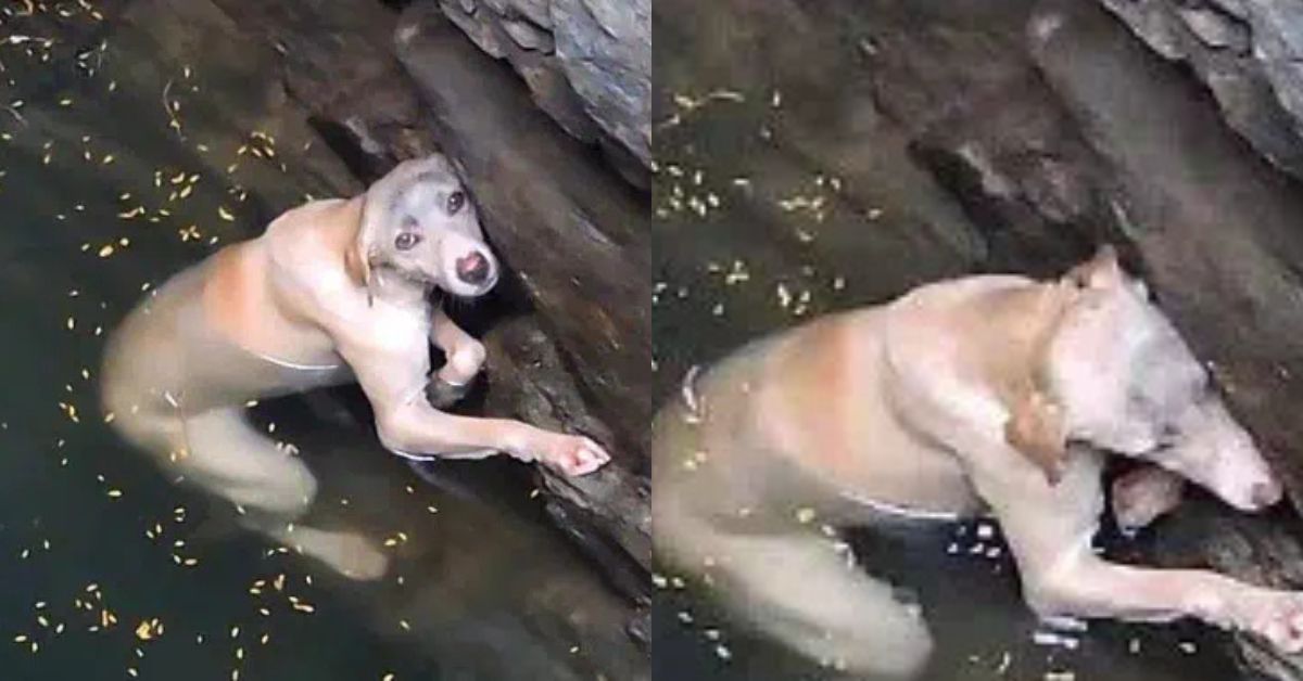 He Spent an Entire Night Trapped in a Deep Well… By Morning, Everyone Thought It Was Too Late