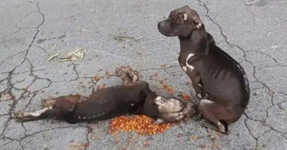 They Were Trained to Fight, Forced to Bleed… Then Left Behind Like They Never Mattered