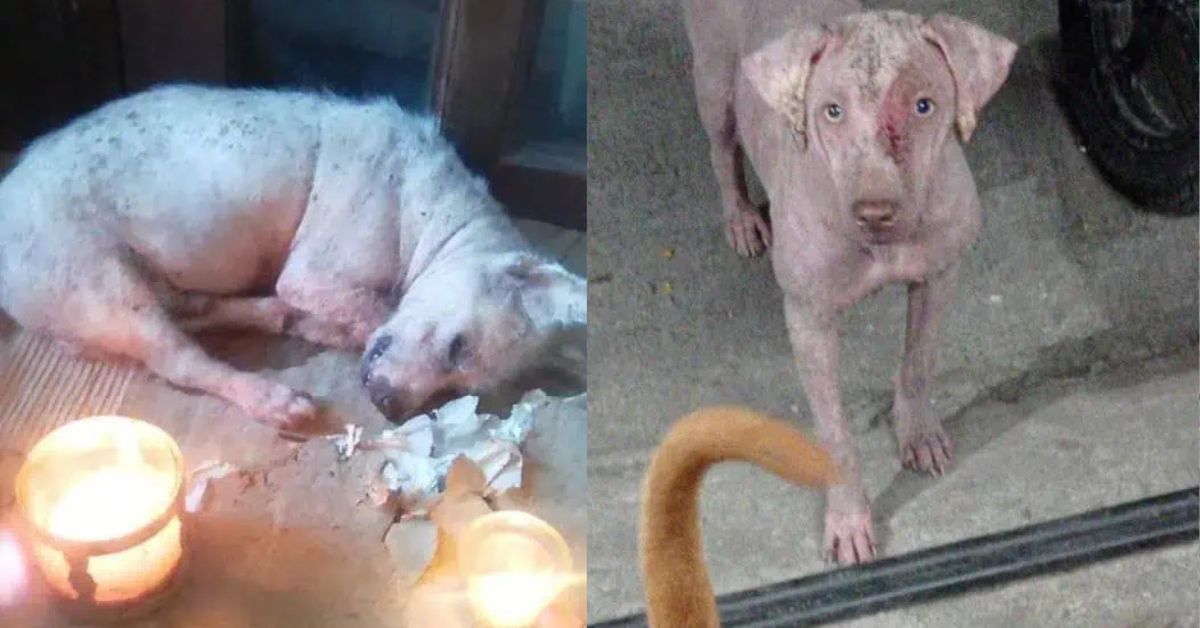 The House Fell Silent After He Left… And Nothing Has Ever Felt the Same
