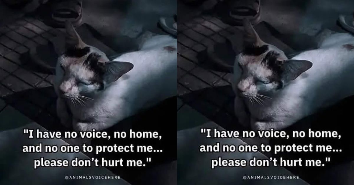 Please… Don’t Hurt Me. I Have No Voice, No Home, and No One Left to Protect Me