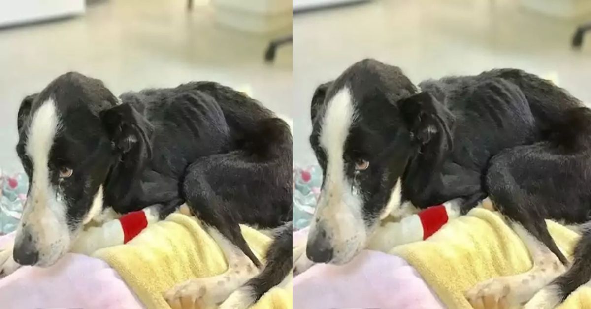 Do You Ignore Me Because I Only Have Three Good Legs… or Because No One Wants a Broken Dog?
