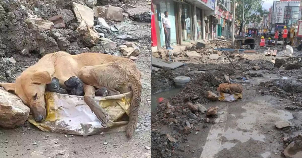 Buried Alive, Bleeding, and Alone… But This Mother Dog Refused to Let Her Puppies Die