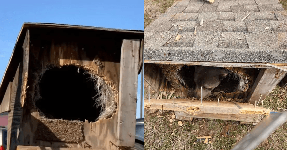 Sealed Inside a Wooden Box and Left to Die
