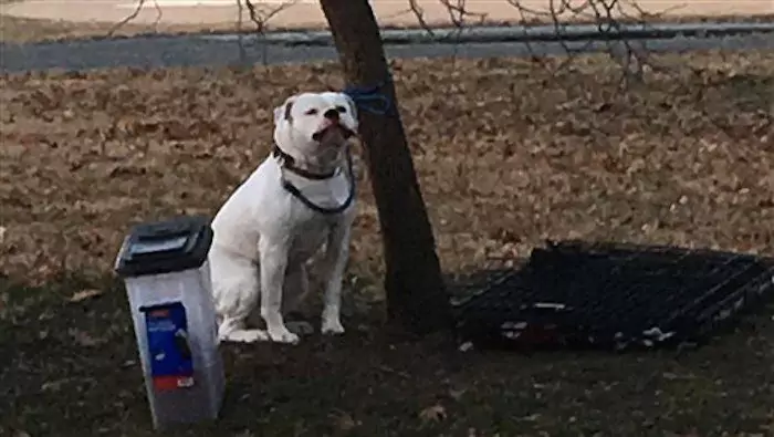 Tied to a Tree and Left With a Heartbreaking Note, This Loyal Dog Waited for Someone Who Never Came Back