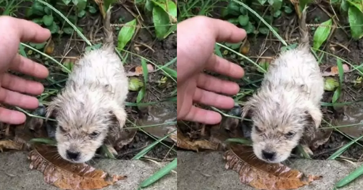 Tiny Puppy Trapped Inside a Drain Found a New Life