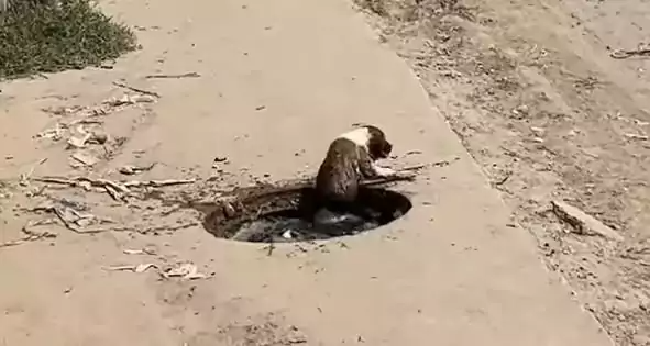 Tiny Puppy Trapped Inside a Flooded Drain