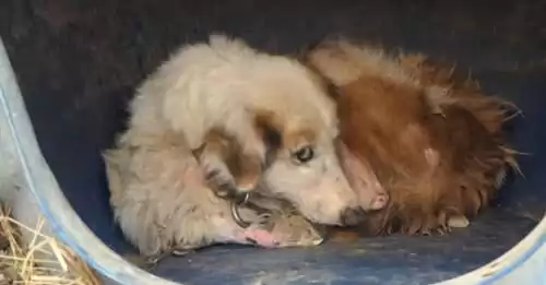 Tiny Stray Dog Fought to Survive Alone in the Flooded Bayou Until One Stranger Finally Saw Her
