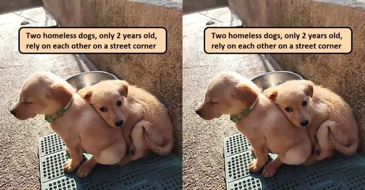 Everyone Walked Past… Until One Heartbreaking Moment Changed These Puppies’ Lives Forever
