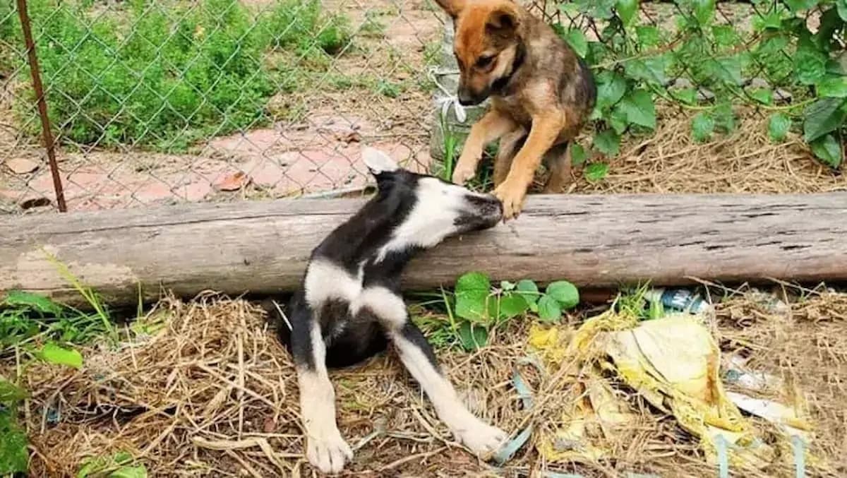 Everyone Was Sleeping… Until One Dog’s Desperate Bark Saved a Mother Buried Beneath the Ruins