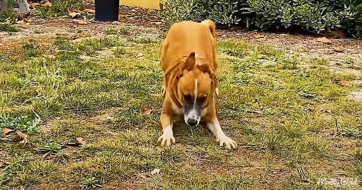 The Shy Stray Dog Who Overcame His Fear and Found a Loving Home