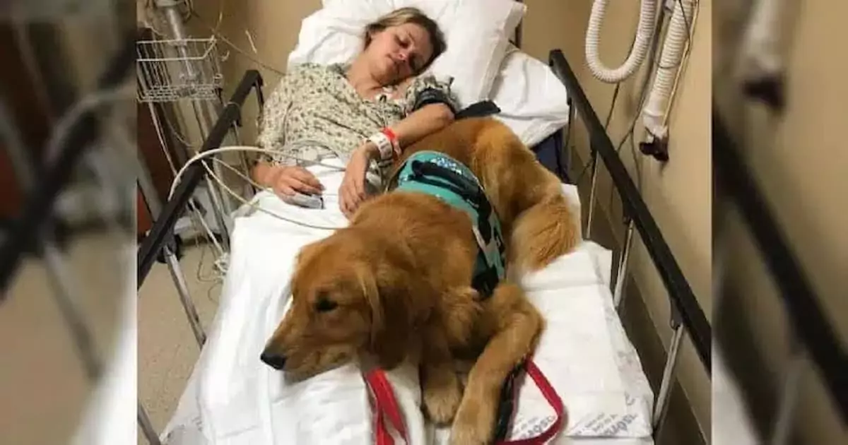 She Was Terrified of Every Human Touch… Until One Woman Refused to Walk Away