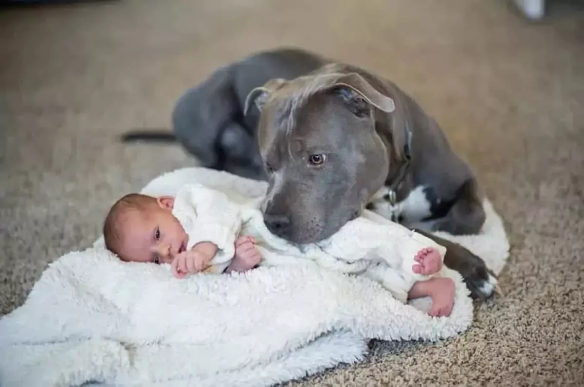 The Family Thought He Was Just Curious About the Newborn… Until This Dog Did Something That Brought Everyone to Tears